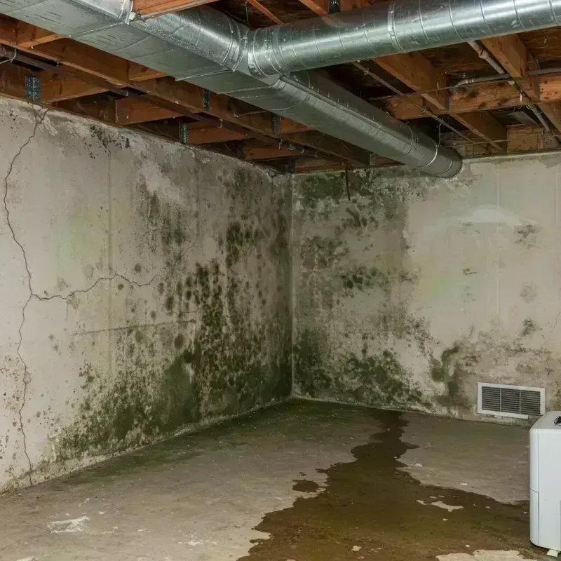 Professional Mold Removal in Benton, KY